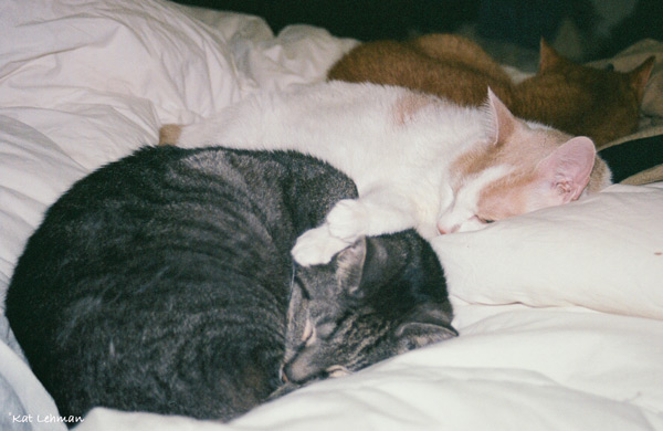 These were two of our most beloved cats. Toby was 22 when he passed away and Chelsea was 14.